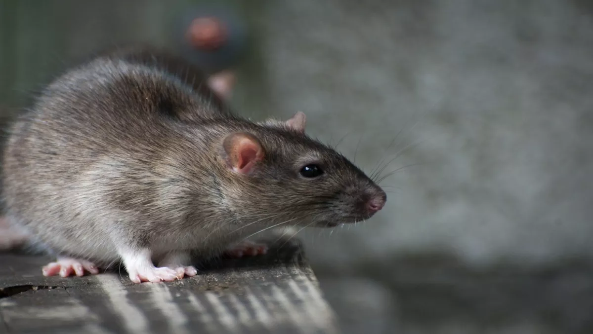 Kiwi businesses beware... of Silver Spaniels and rats