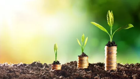 Growing investment plants